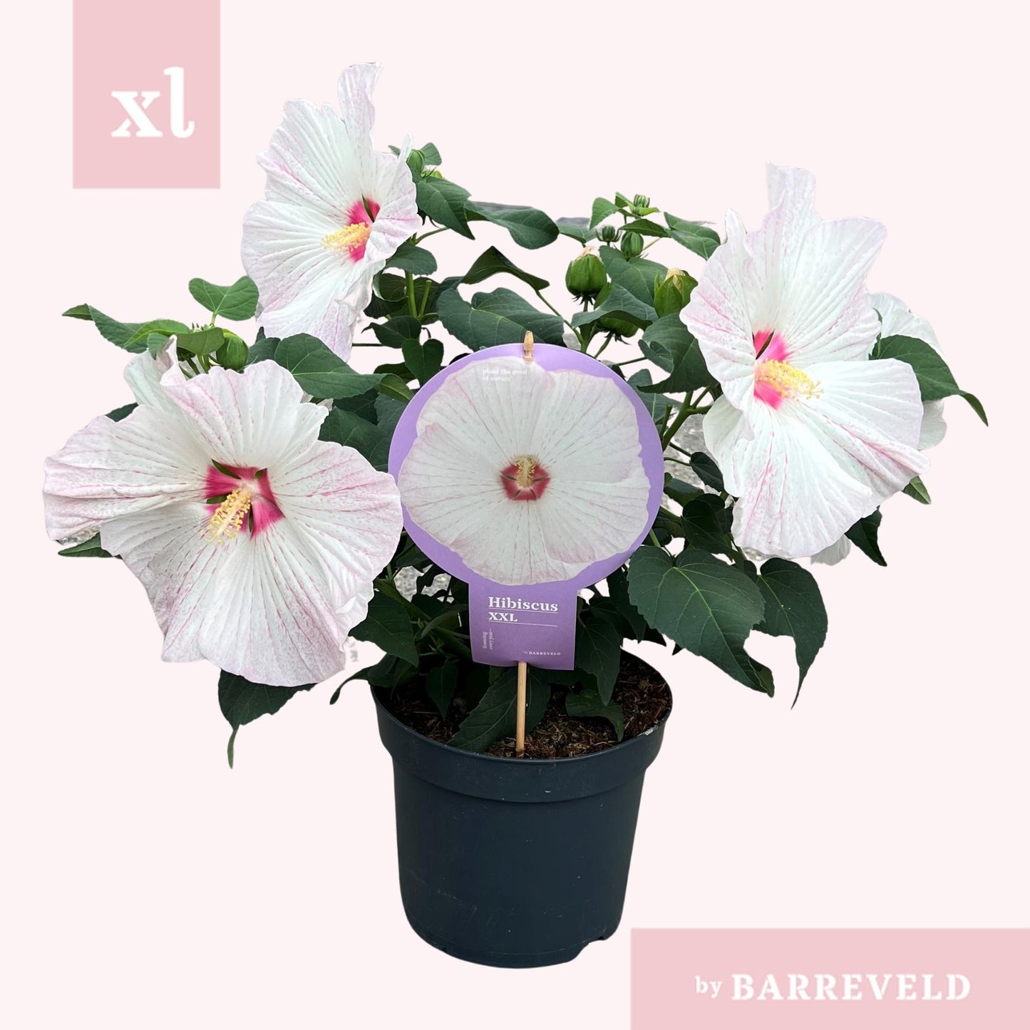 Hibiskus XXL Weiß – Große Blüten, Ø23cm Topf
