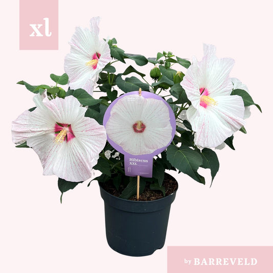 Hibiskus XXL Weiß – Große Blüten, Ø23cm Topf