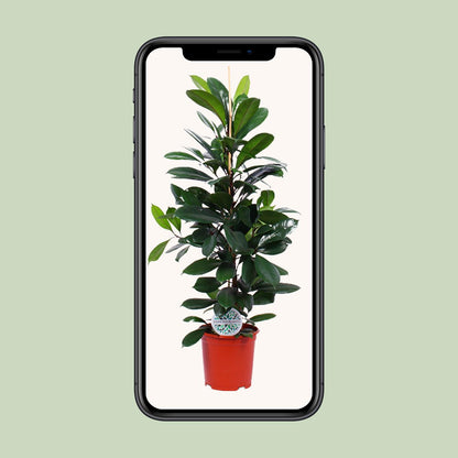 Ficus Cyathistipula – Tropische Zimmerpflanze Ø21cm