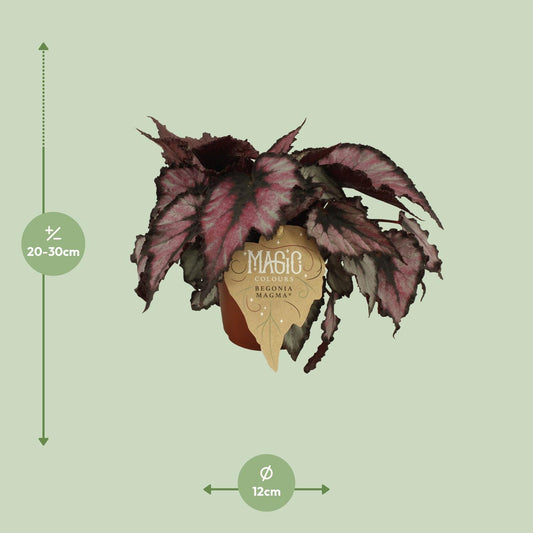 Begonia Rex Magma – Exotische Königs-Begonie 12cm Topf