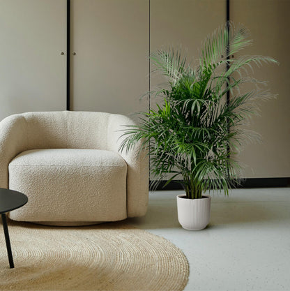 Dypsis Lutescens (Areca-Palme) 150 cm – pflegeleicht & robust