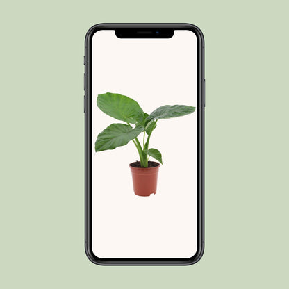 Alocasia Macrorrhiza – Tropische, pflegeleichte Zimmerpflanze Ø17cm