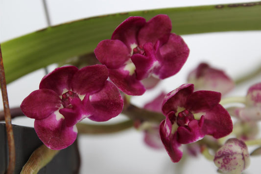 Rynchostylis Orchidee Ø15cm – Pflegeleicht & Elegant