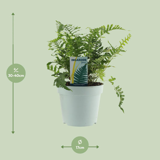 Polypodium Vulgare – Pflegeleichter Farn Ø17cm