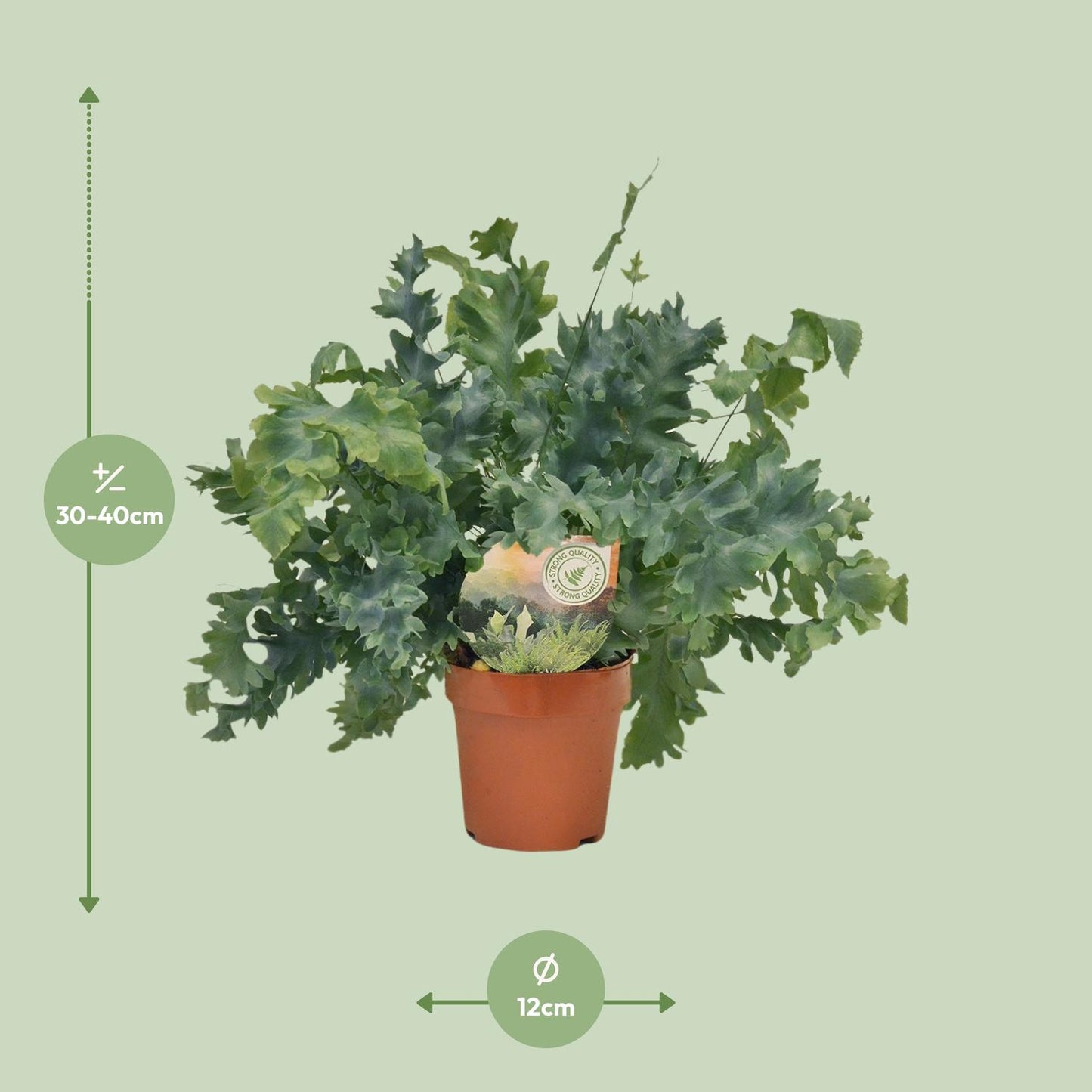 Phlebodium Davana – Goldener Brauner Wurmfarn Ø12cm, 35cm hoch