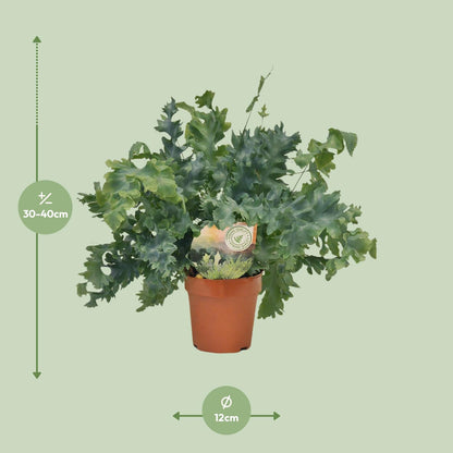 Phlebodium Davana – Goldener Brauner Wurmfarn Ø12cm, 35cm hoch