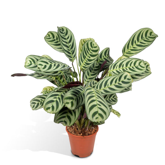 Ctenanthe Amabilis – Pflegeleichte Zimmerpflanze Ø14cm