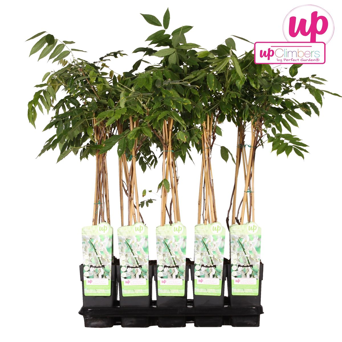 Wisteria floribunda 'Longissima Alba' – Weißer Regen Ø15cm, ca. 65cm