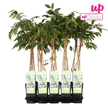 Wisteria floribunda 'Longissima Alba' – Weißer Regen Ø15cm, ca. 65cm