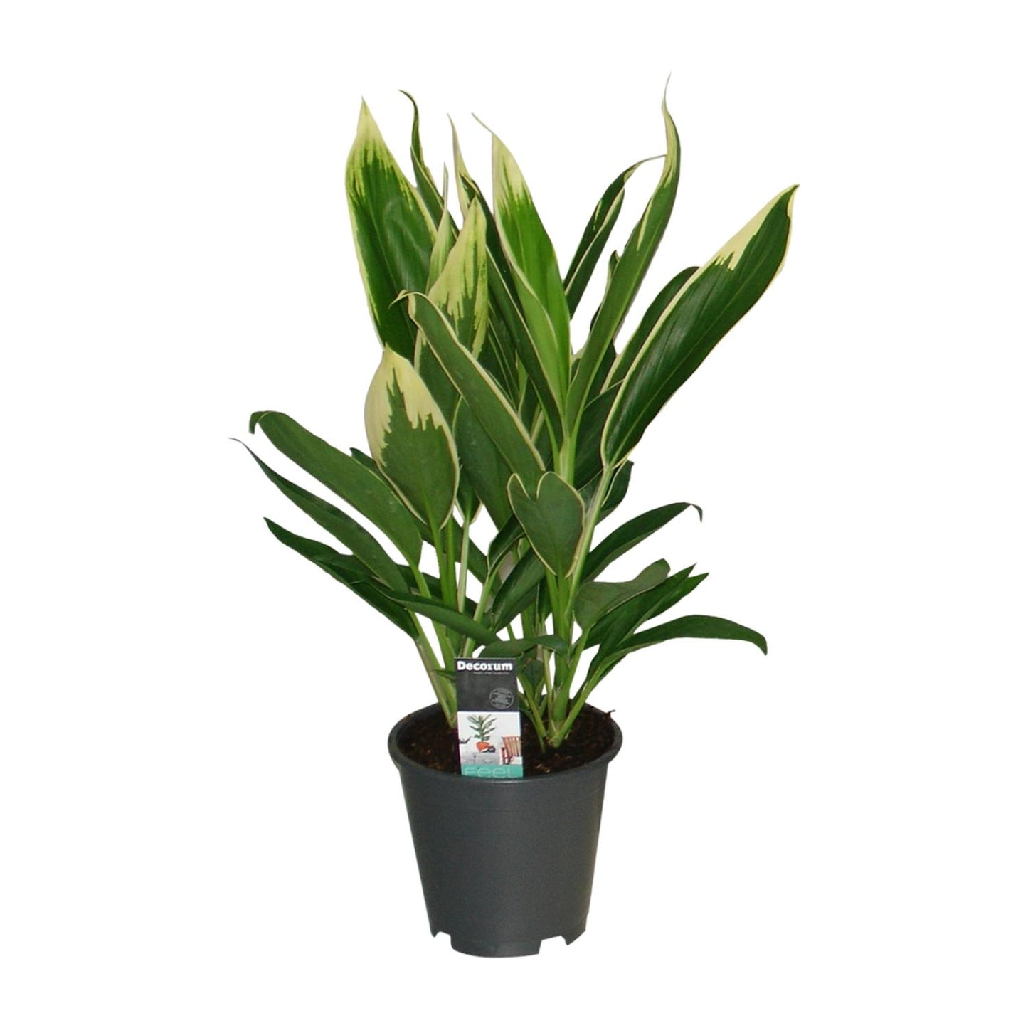 Cordyline New Conga – Pflegeleichte Zimmerpflanze Ø19cm