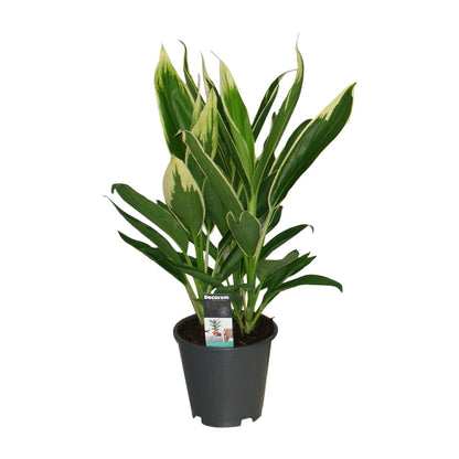 Cordyline New Conga – Pflegeleichte Zimmerpflanze Ø19cm