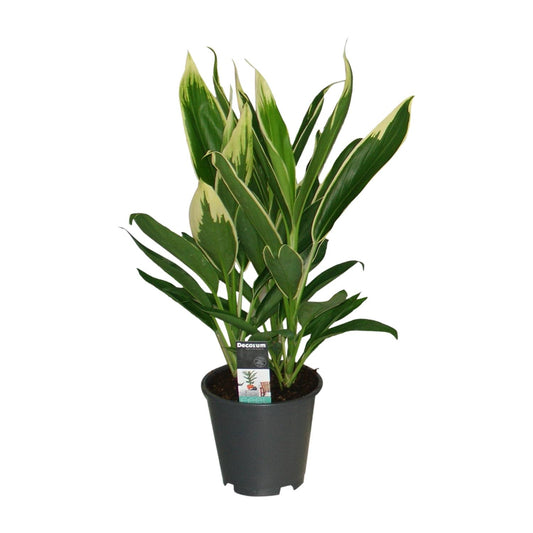 Cordyline New Conga – Pflegeleichte Zimmerpflanze Ø19cm