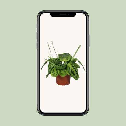 Pfeilwurz 'Lemon Lime' – pflegeleichte Zimmerpflanze Ø12cm