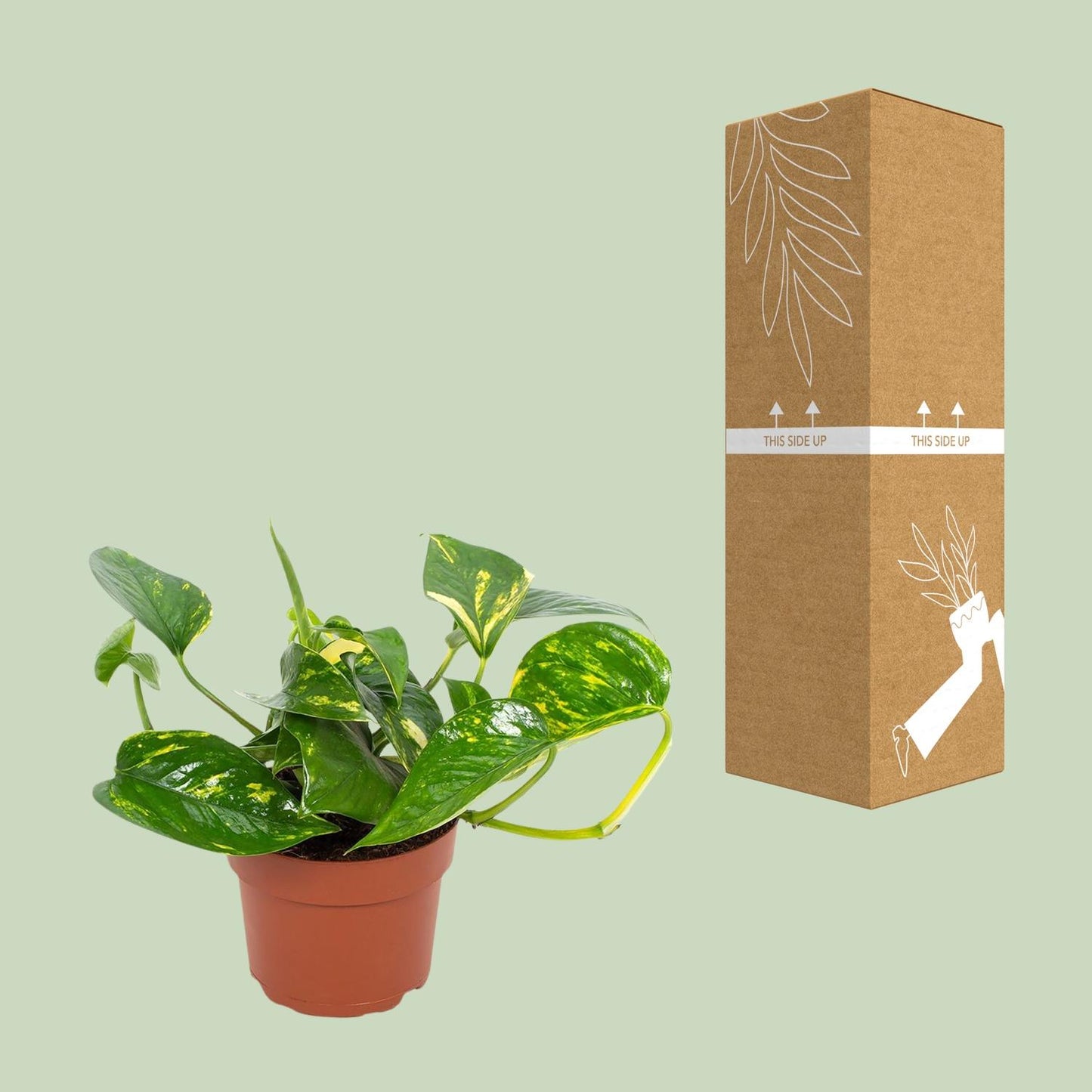 Efeutute 'Hawaiian' Ø12cm – Pflegeleichte Zimmerpflanze