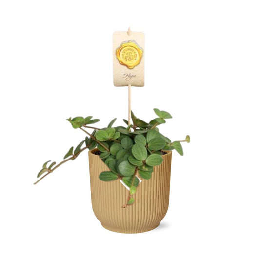 Peperomia ‘Hope’ – Pflegeleichte Zimmerpflanze im ELHO Vibes Fold Topf 14cm