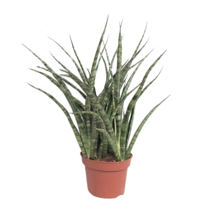 Sansevieria Fernwood Punk – Pflegeleichte Schwiegermutterzunge Ø12cm