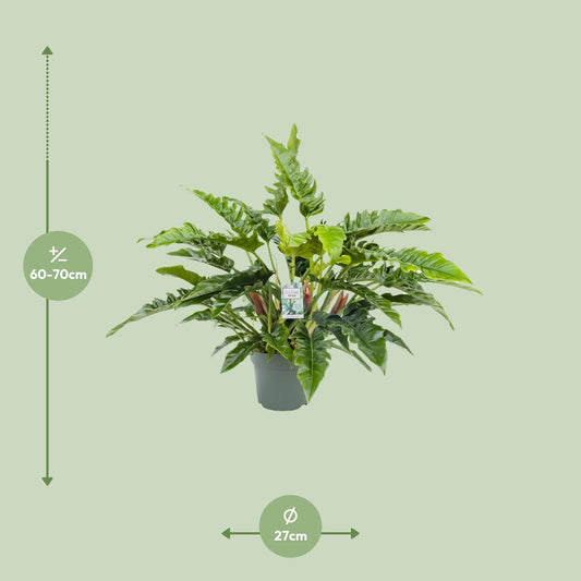 Philodendron Rambo – Pflegeleichte Tropische Zimmerpflanze 65 cm