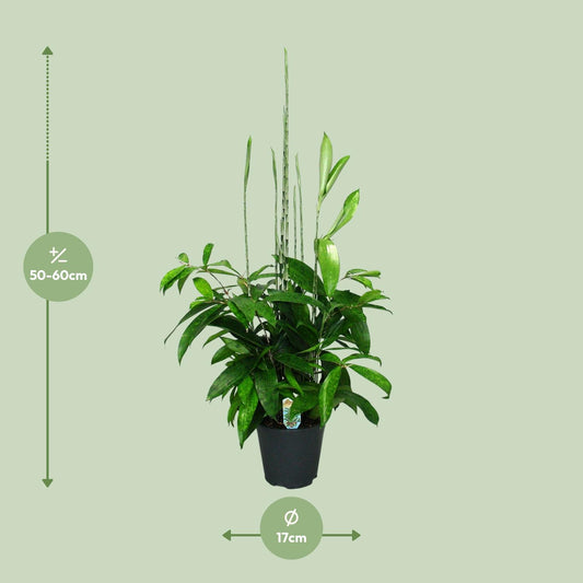 Dracaena Surculosa – Pflegeleichter Drachenbaum Ø17cm