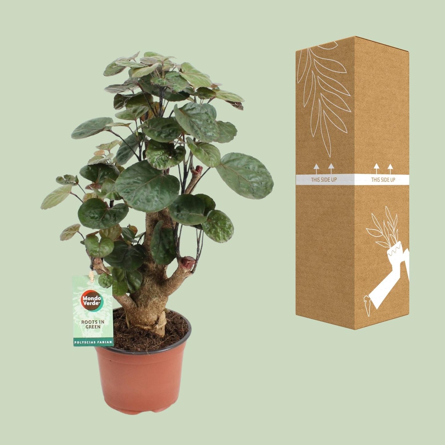 Polyscias Fabian – Pflegeleichte Zimmerpflanze Ø12cm, 40cm hoch