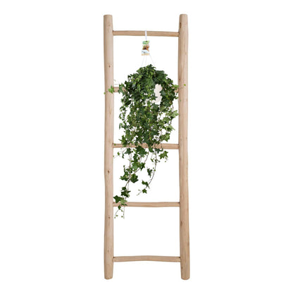 Hedera Helix Pitsburg XXL – Pflegeleichter Efeu Ø17cm