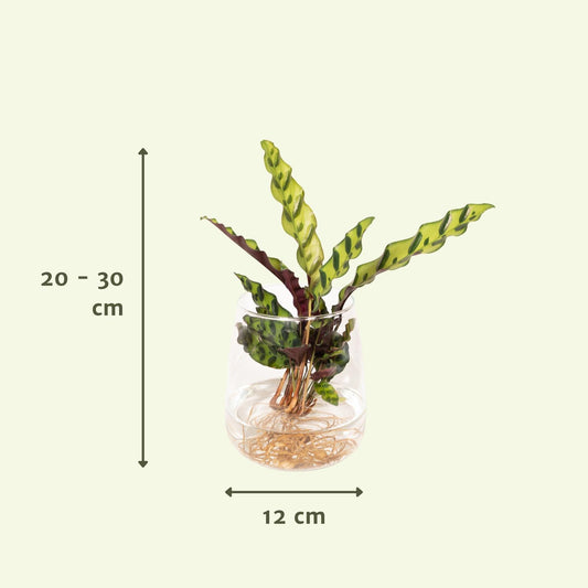 Korbmarante 'Insignis' im Glas Ø12cm – pflegeleichte Zimmerpflanze