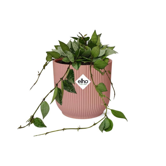 Hoya Krohniana Eskimo – Pflegeleichte Wachsblume in Rosé 14cm