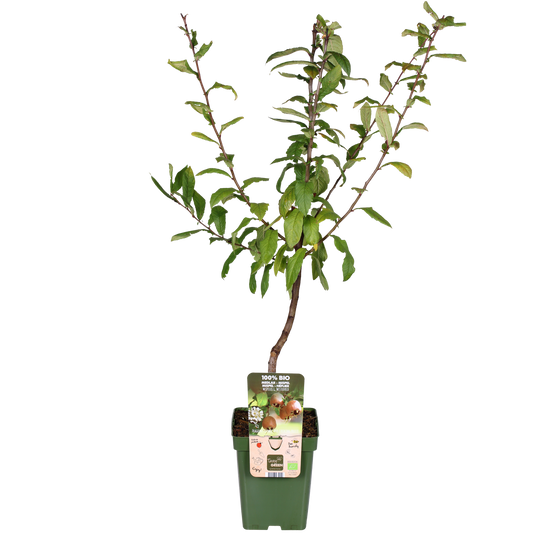 Mespilus germanica 'Westerfield' – Pflegeleichter Medaillenbaum Ø23cm