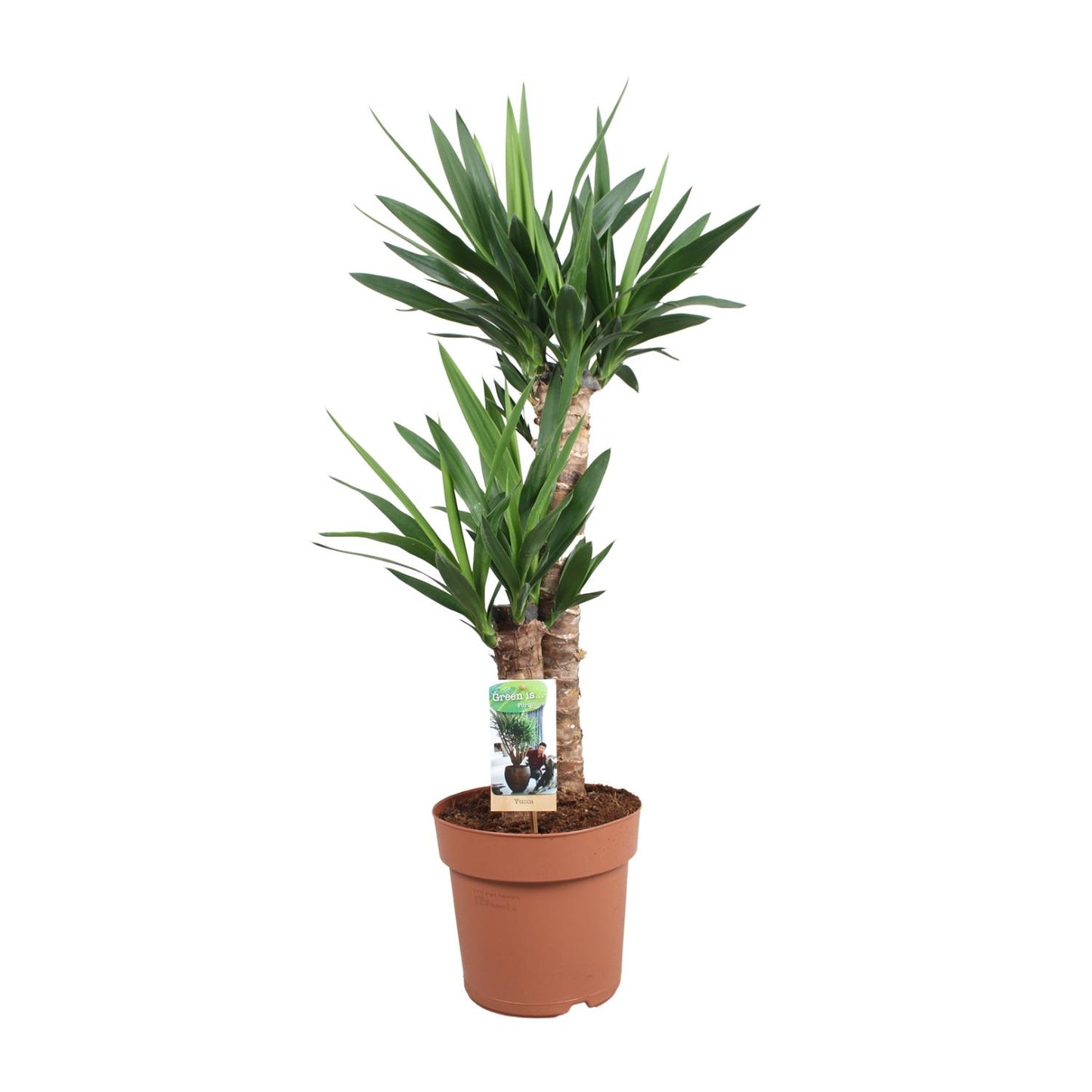 Yucca Elephantipes Ø21cm – Pflegeleichte Zimmerpflanze