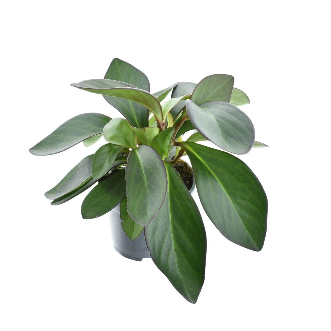 Peperomia Red Margin Feel Green – Pflegeleichte Trendpflanze Ø14cm