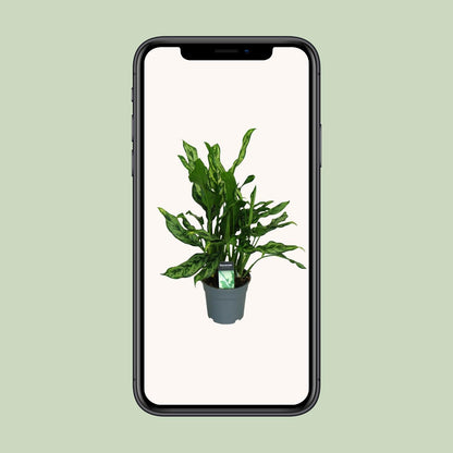 Aglaonema Miss Julliette Ø17cm – Luftreinigende Zimmerpflanze