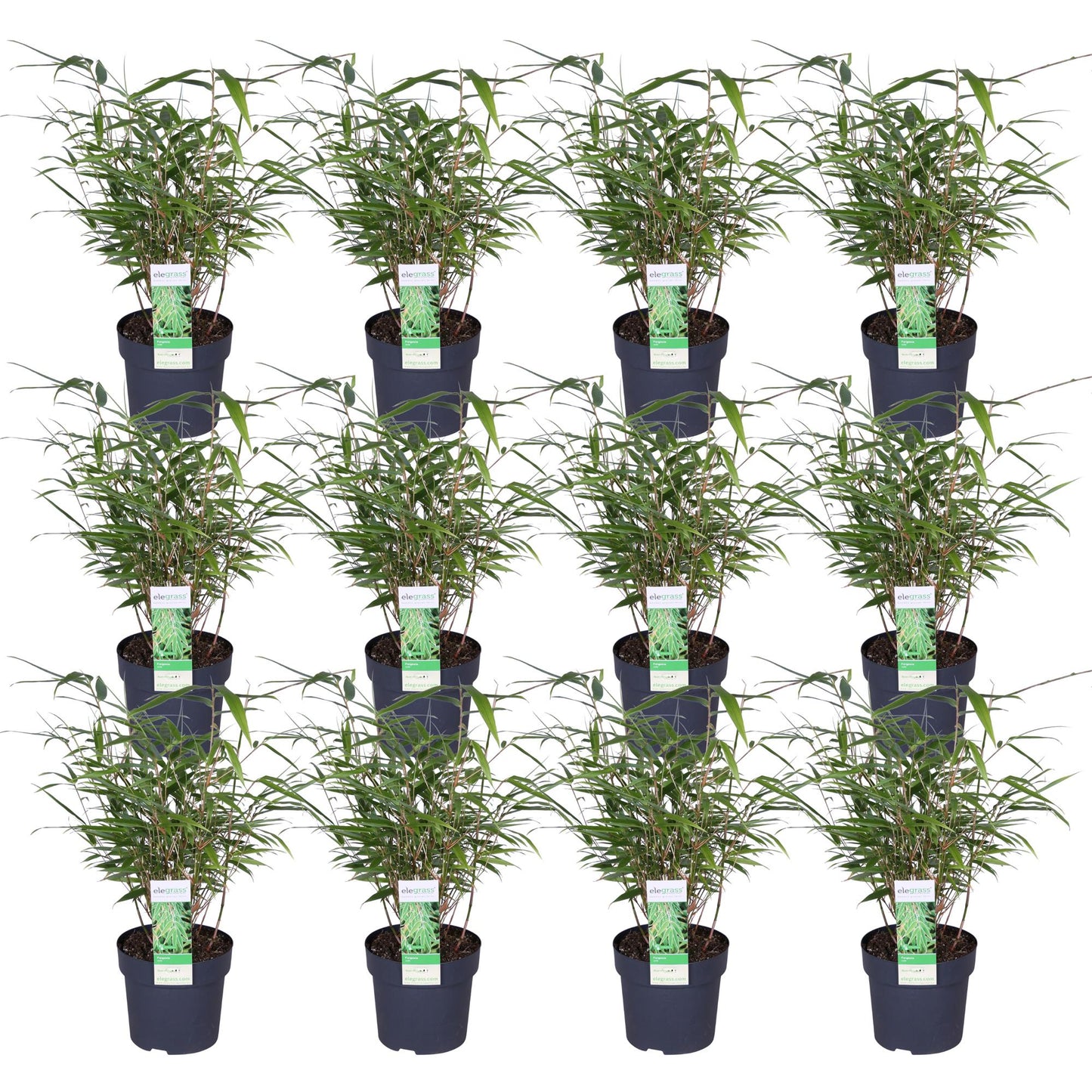 12x Fargesia rufa – Kompakter & pflegeleichter Bambus Ø14cm