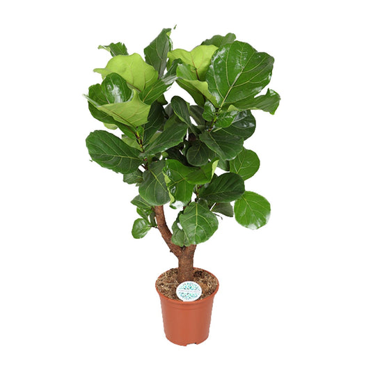 Ficus Lyrata Zimmerpflanze Ø27cm, ca. 130cm hoch