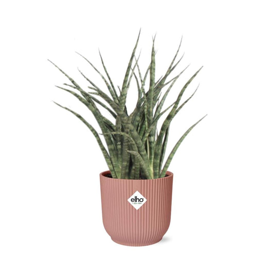 Sansevieria Fernwood Punk in ELHO Vibes Fold 14cm rosa