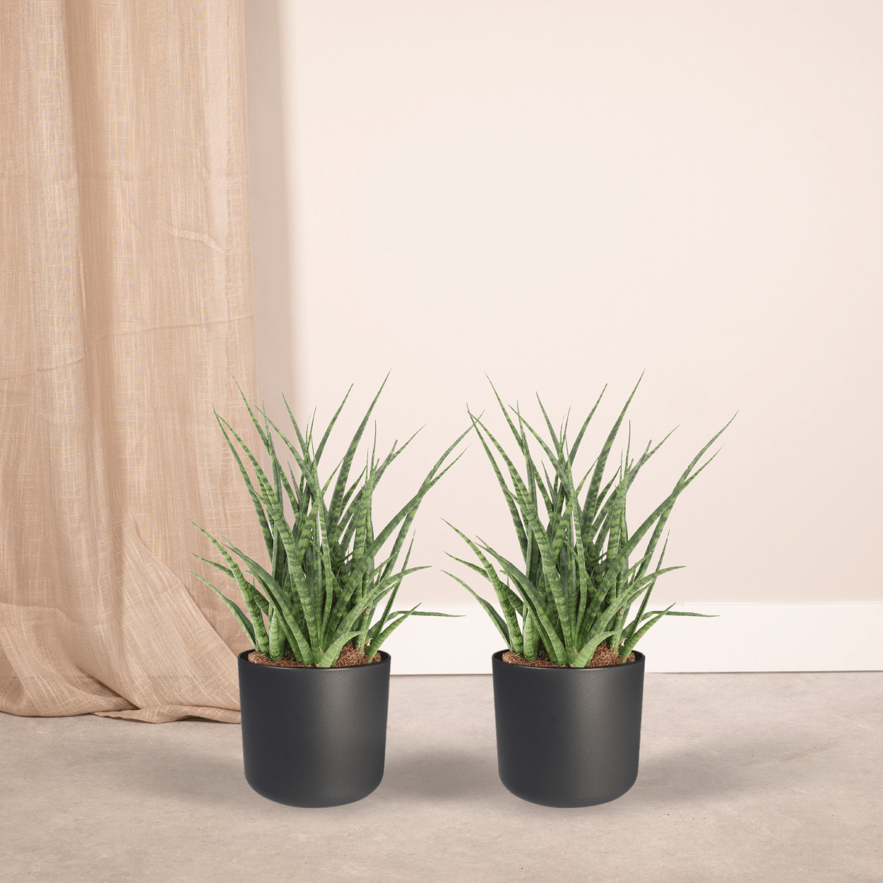 Frauenzunge 'Fernwood Punk' 2er Set – Pflegeleichte Zimmerpflanzen Ø12cm