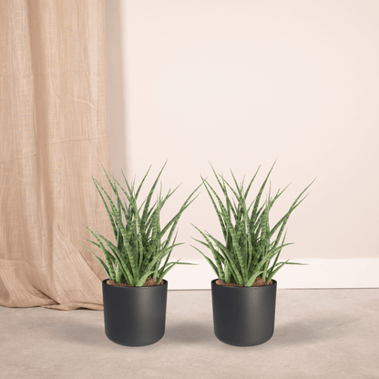 Frauenzunge 'Fernwood Punk' 2er Set – Pflegeleichte Zimmerpflanzen Ø12cm