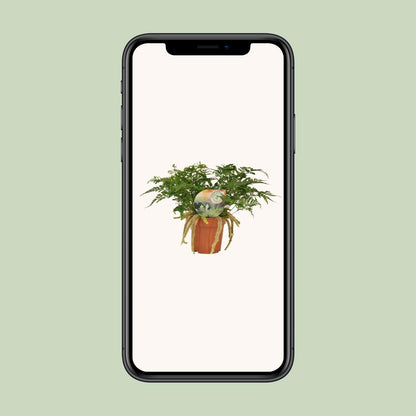 Humata Tyermannii – Pflegeleichter Bärenfußfarn Ø12cm, 30cm hoch