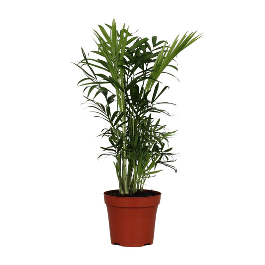 Zwergpalme Chamaedorea Elegans – 40 cm pflegeleicht