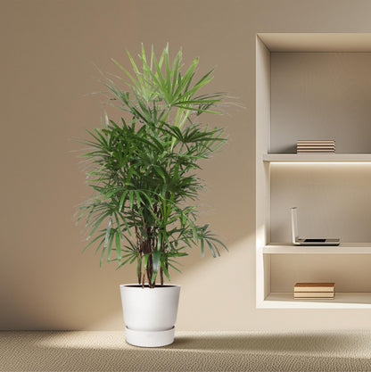 Rhapis Excelsa – Pflegeleichte Damenpalme 190 cm