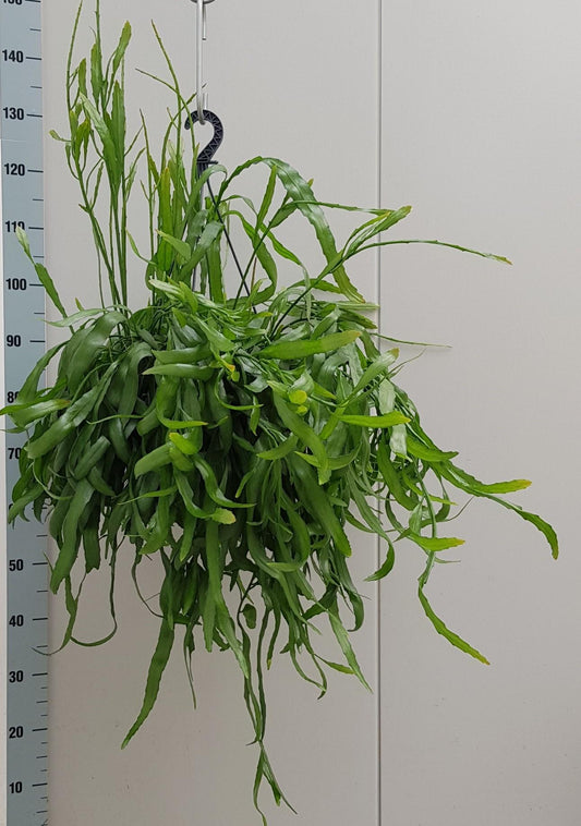 Rhipsalis Ramaloris – Pflegeleichte Trendpflanze Ø25cm