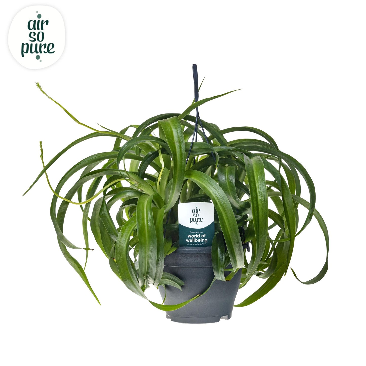 Chlorophytum Com' Green Bonnie' Air So Pure® – Ø19cm, ca. 60cm hoch