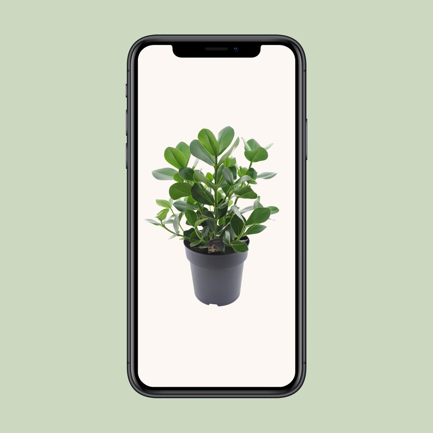 Clusia Rosea Princess – Autogrammbaum Ø27cm, 60cm hoch