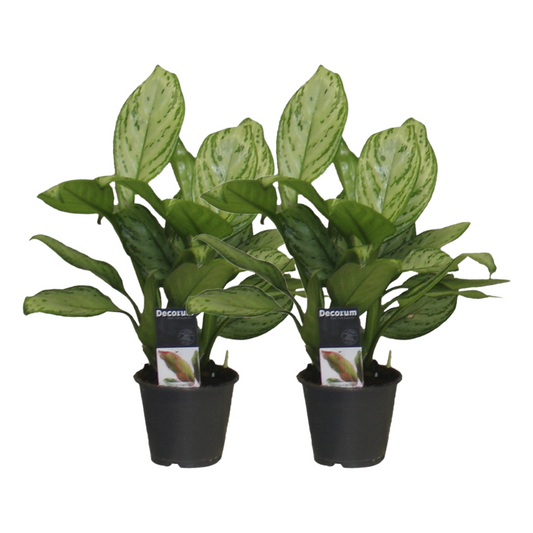 Aglaonema Christina 2er Set – Tropische Zimmerpflanzen Ø12cm