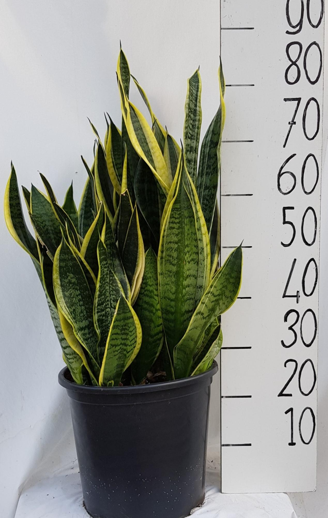 Sanseveria Laurentii – Pflegeleichte Trendpflanze 30 cm