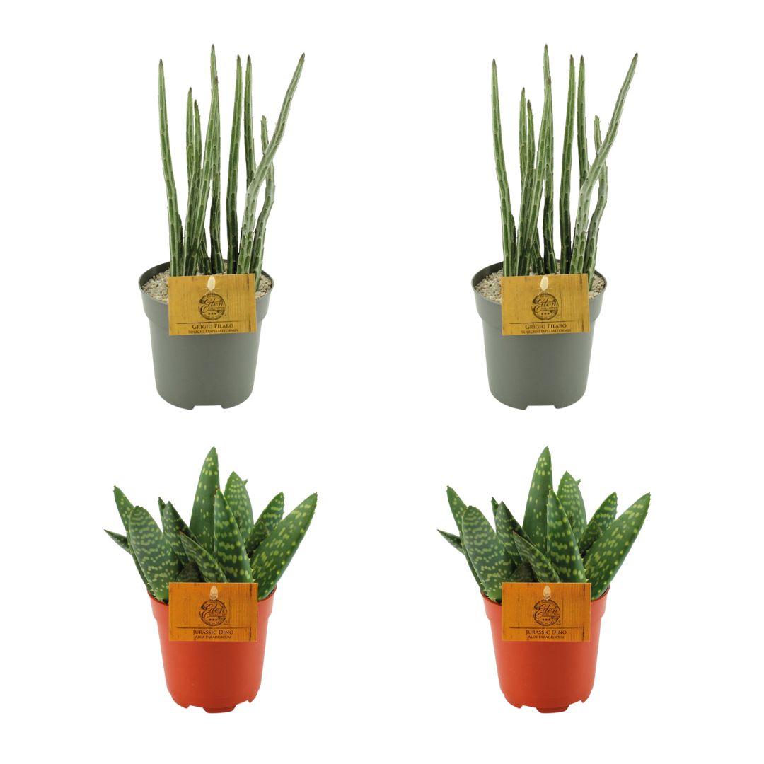 Set aus 2 Aloe Paradisicum & 2 Senecio Stapeliaeformis – Ø10,5 cm