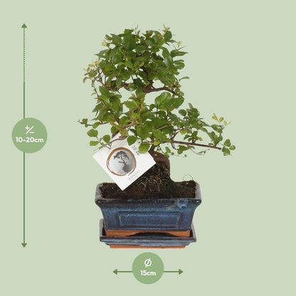 Bonsai 'Sageretia' S-Form Ø15cm – Pflegeleichter Zimmerbonsai