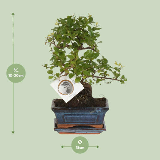 Bonsai 'Sageretia' S-Form Ø15cm – Pflegeleichter Zimmerbonsai