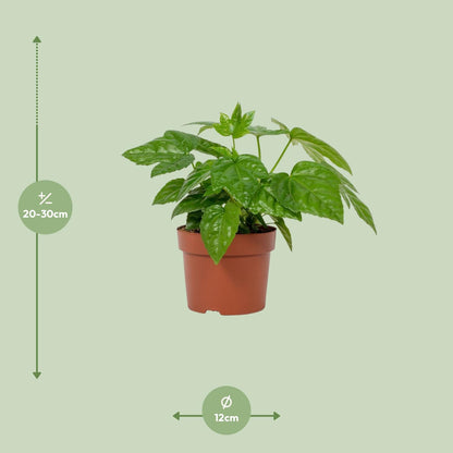 Fatsia Japonica – Pflegeleichte Japanische Aralie im 12 cm Topf