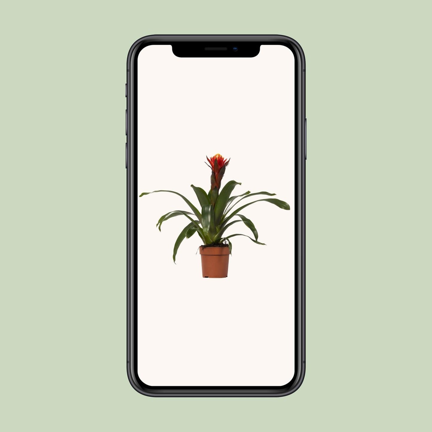 Guzmania Happiness – Tropische, pflegeleichte Zimmerpflanze Ø12 cm