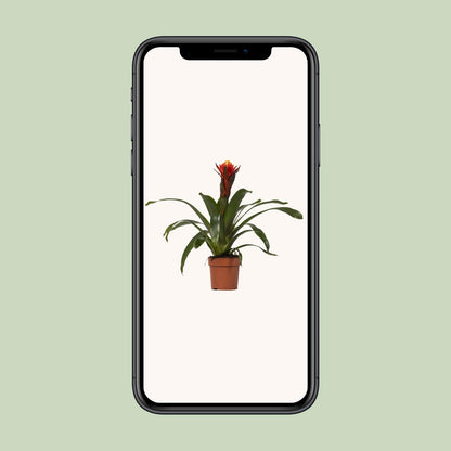 Guzmania Happiness – Tropische, pflegeleichte Zimmerpflanze Ø12 cm