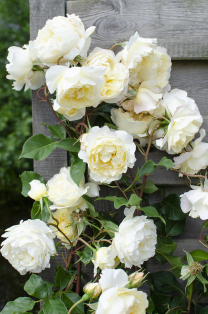 3x Kletterrose 'Crazy in Love Vanilla' Ø15cm, ca. 65cm hoch